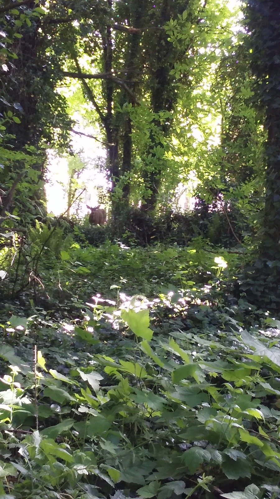 Hidden Springs